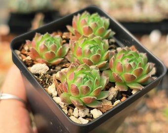 Sempervivum "Edward Ball" - Succulent Plant