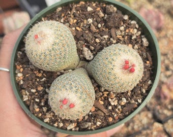 Epithelantha micromeris - from seed