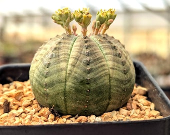 Euphorbia obesa - 2.5" Pot