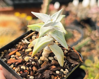 Crassula deltoidea - white pointy - Succulent Plant