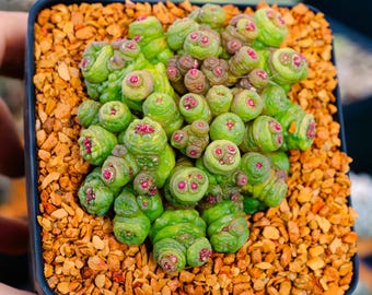 Mammillaria bocasana f. monstruosa 'Fred' | Rare Cactus | Fully Rooted