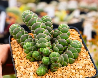 Crassula barklyi | Rare Succulent | Fully Rooted