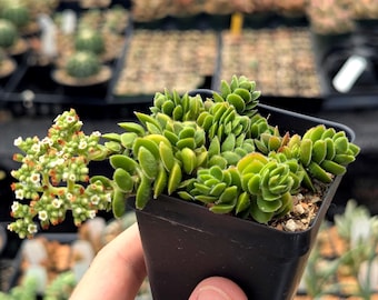 Crassula lanuginosa var. pachystemon 'David' | Rare Succulent | Fully Rooted
