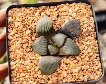 Haworthia 'Shi Pu' | Rare Succulent | Fully Rooted