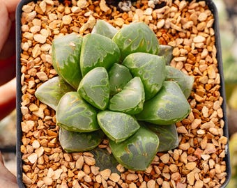 Haworthia 'Green Fire' | Rare Succulent | Fully Rooted
