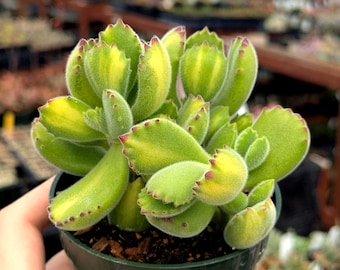 Cotyledon tomentosa variegata Yellow 'Bear Paw' - 4" pot