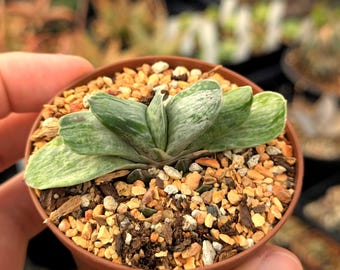 Gasteria nigricans v. marmarata f. variegata - 2.5" pot