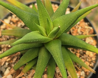 Haworthiopsis attenuata v. glabrata