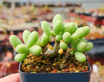 Tylecodon schaeferianus | Rare Succulent | Fully Rooted