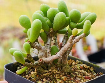 Tylecodon schaeferianus | Rare Succulent | Fully Rooted