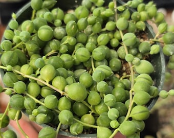 Curio rowleyanus "String of Pearls" - Succulent Plant