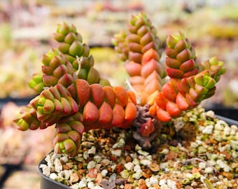 Crassula marchandii | Rare Succulent | Fully Rooted