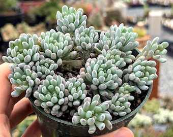 Graptopetalum pachyphyllum - Blue Beans | Rare Succulent | Fully Rooted