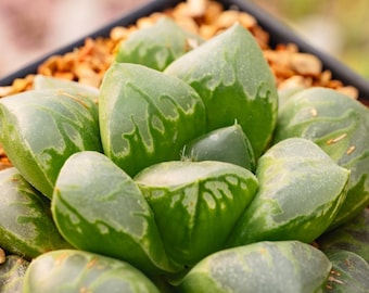 Haworthia 'Green Fire' | Rare Succulent | Fully Rooted