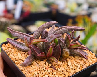 Adromischus marianae 'Leaf Edges Red'