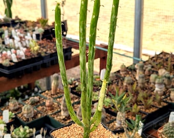 Euphorbia leucodendron oncoclada f. variegata white - 3.5" pot