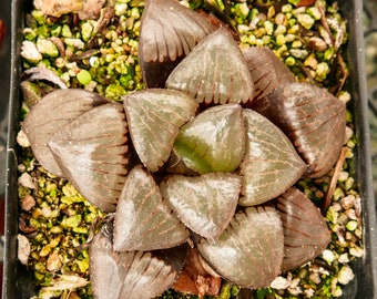 Haworthia 'Shikinjyo' - 3.5" pot | Rare Succulent | Fully Rooted