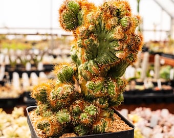 Cereus peruvianus f. monstruosa variegata | Rare Cactus | Fully Rooted