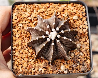 Gymnocalycium friedrichii 'Super Black' - VOS 1241 | Rare Cactus | Fully Rooted