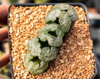 Haworthia truncata 'Black Woutera' | Rare Succulent | Fully Rooted