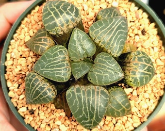 Haworthia emelyae var comptoniana 'Crystal 101' | Rare Succulent | Fully Rooted
