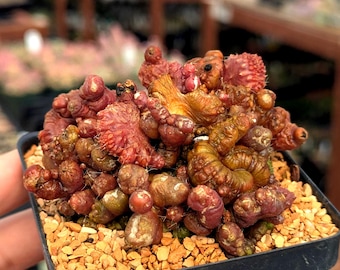 Mammillaria bocasana f. monstruosa 'Red Fred' (Exact plant) | Rare Cactus | Fully Rooted