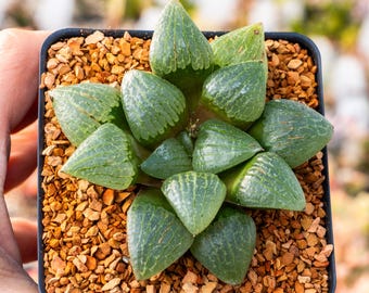 Haworthia springbokvlakensis cv 'Green Finger' | Rare Succulent | Fully Rooted