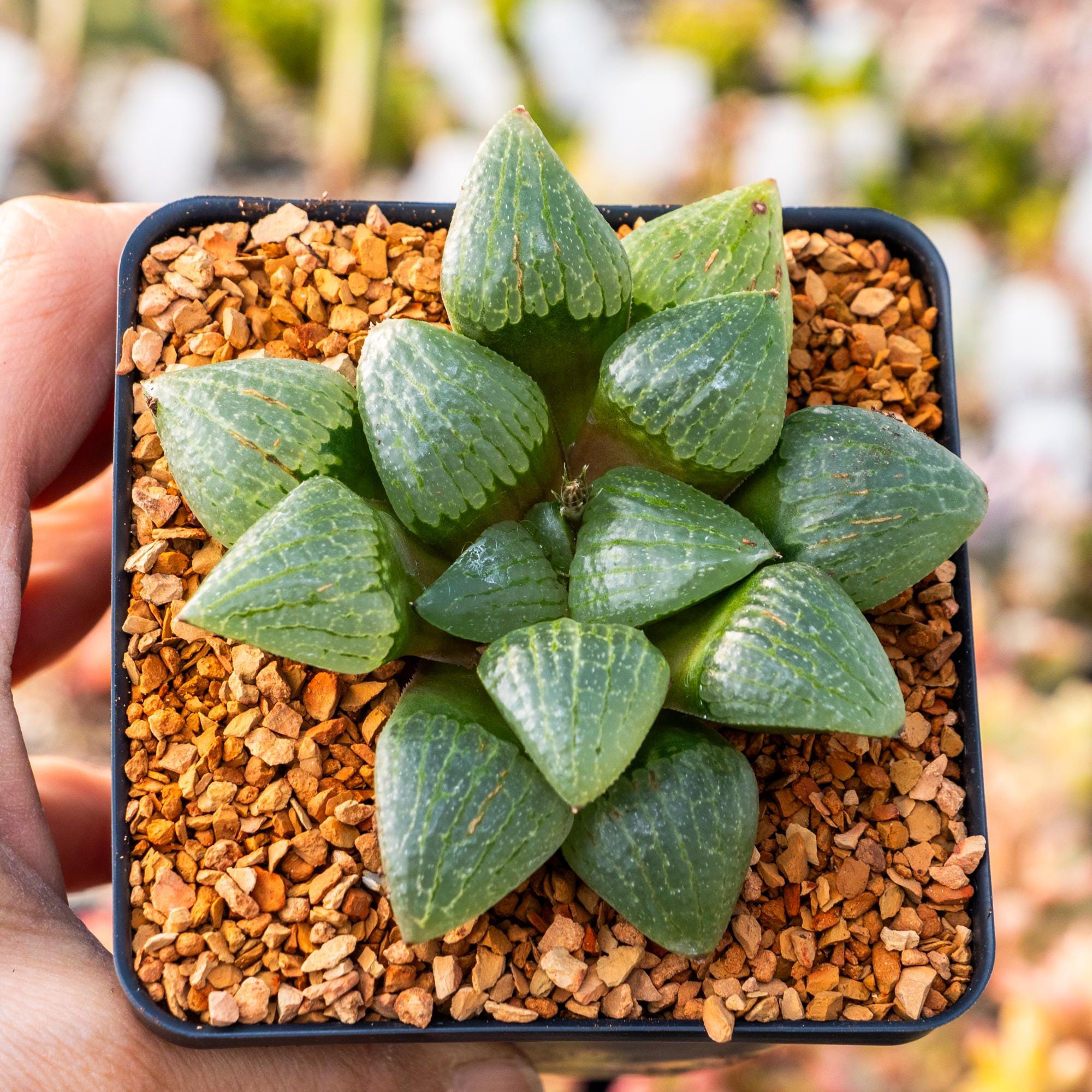 Haworthia springbokvlakensis cv 'Green Finger' | Rare Succulent | Fully Rooted