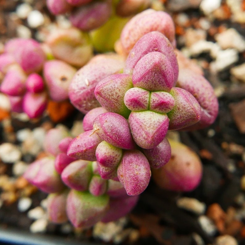 Crassula elegans 'Purple Light' Rare Succulent Fully Rooted image 5