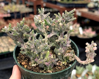 Crassula mucosa f. variegata - Watch Chain | Rare Succulent | Fully Rooted