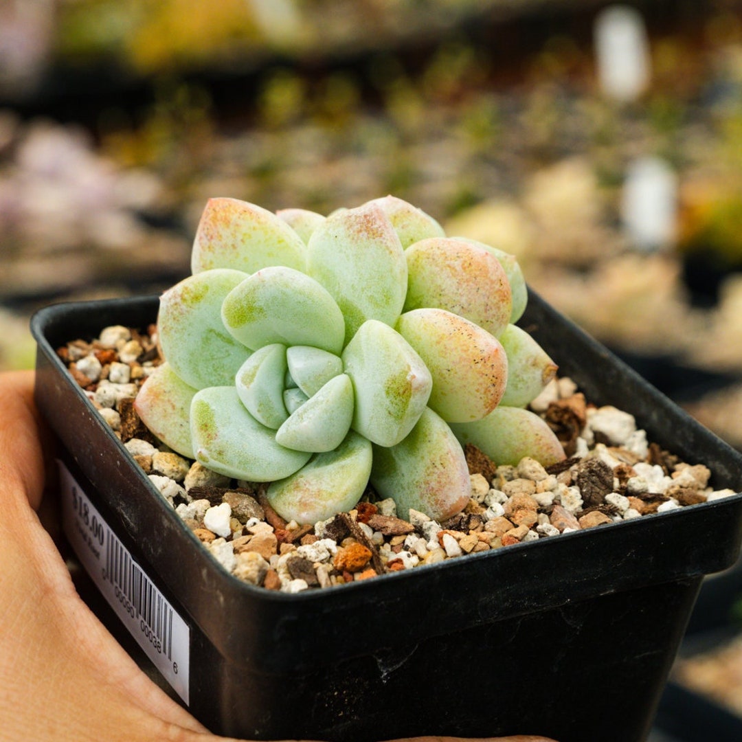 GREEN ECHEVERIA SUCCULENT main image 0