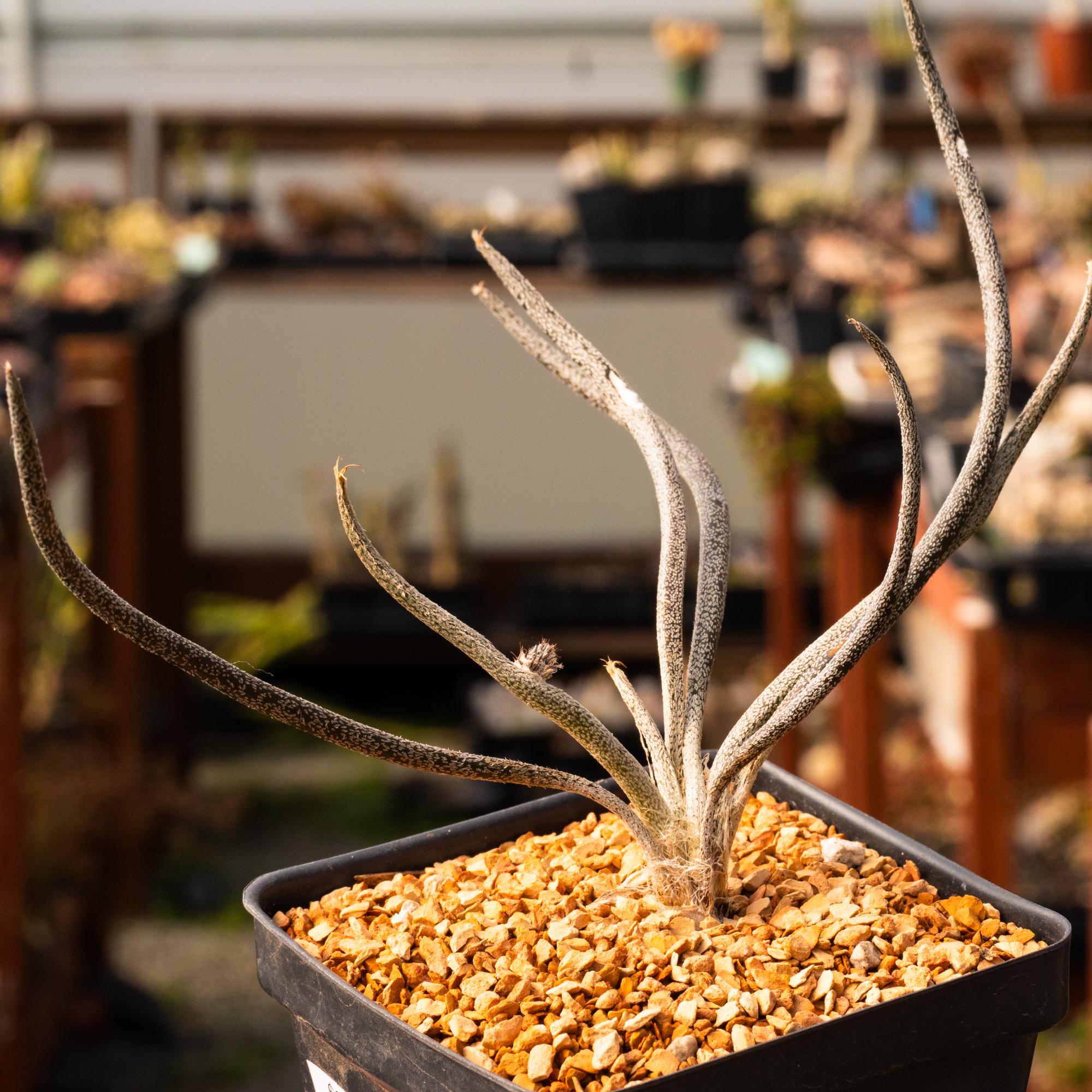Astrophytum Caput-medusae | Rare Cactus | Seed Grown | Fully Rooted - Etsy