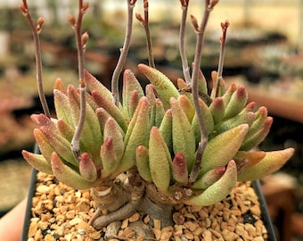 Adromischus 'Big Red Lip' - 3.5" Pot