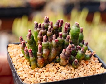 Mammillaria bocasana f. monstruosa 'Fred' - Finger | Rare Succulent | Fully Rooted