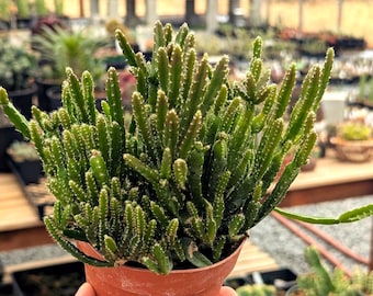 Rhipsalis teres f. prismatica - 4" Pot