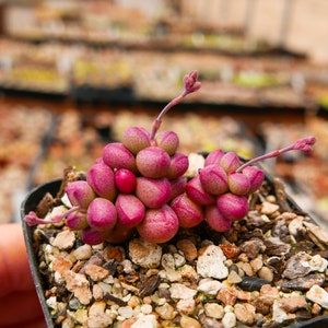 Crassula elegans 'Purple Light' Rare Succulent Fully Rooted image 7