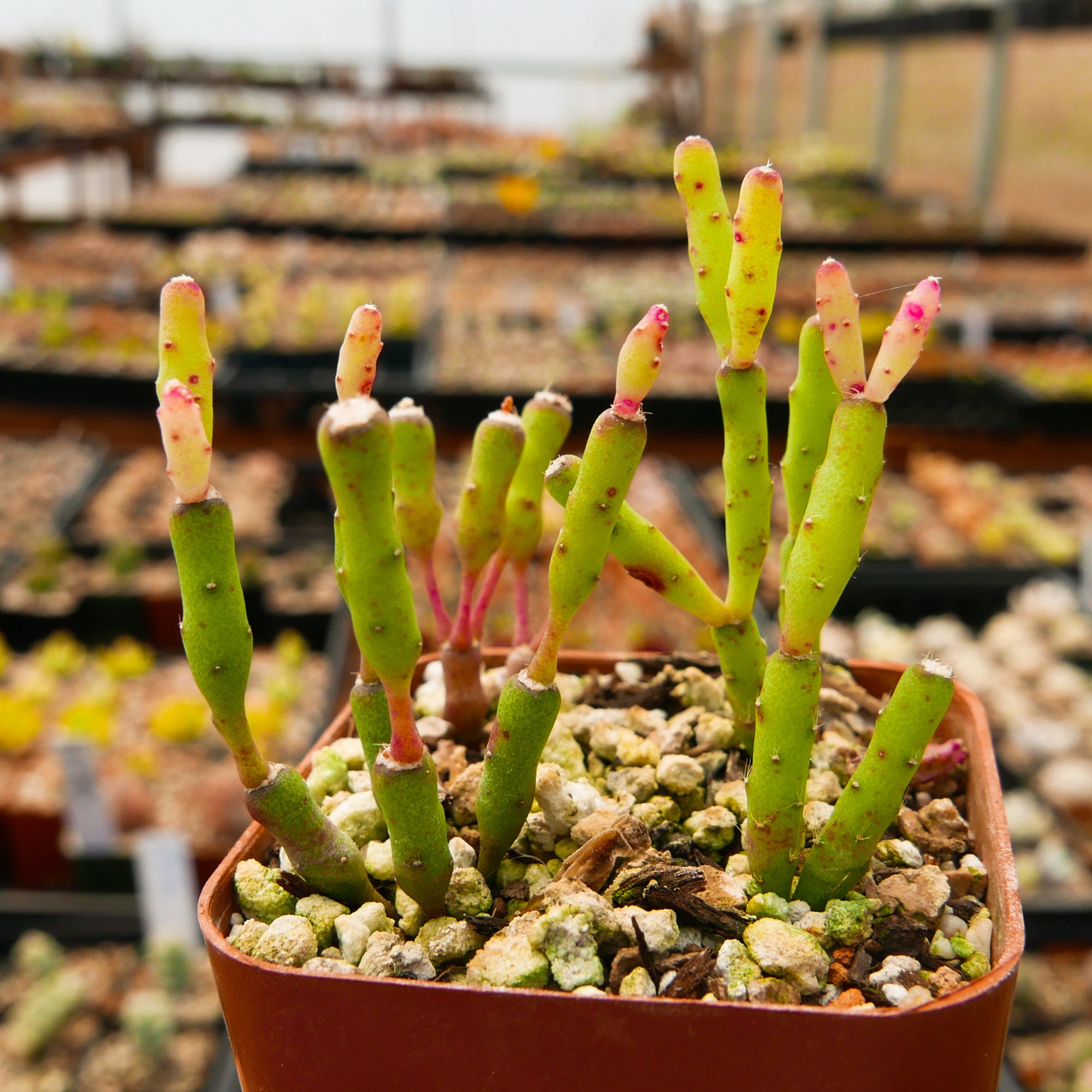 houseplant Rhipsalis salicornioides epiphytic cacti - Bottle-shaped stem segments epiphyte