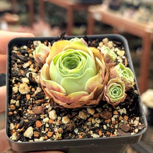 Aeonium (Greenovia) 'Purple Reflection' - 3.5" Pot