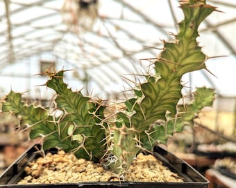 Euphoria buruana - 5.5" Pot