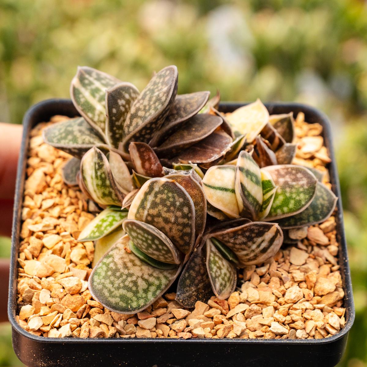 Gasteria Gracilis Variegata - Cluster | Rare Succulent | Fully Rooted - Etsy