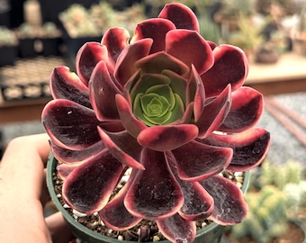 Aeonium 'Superbang' - 4" Pot
