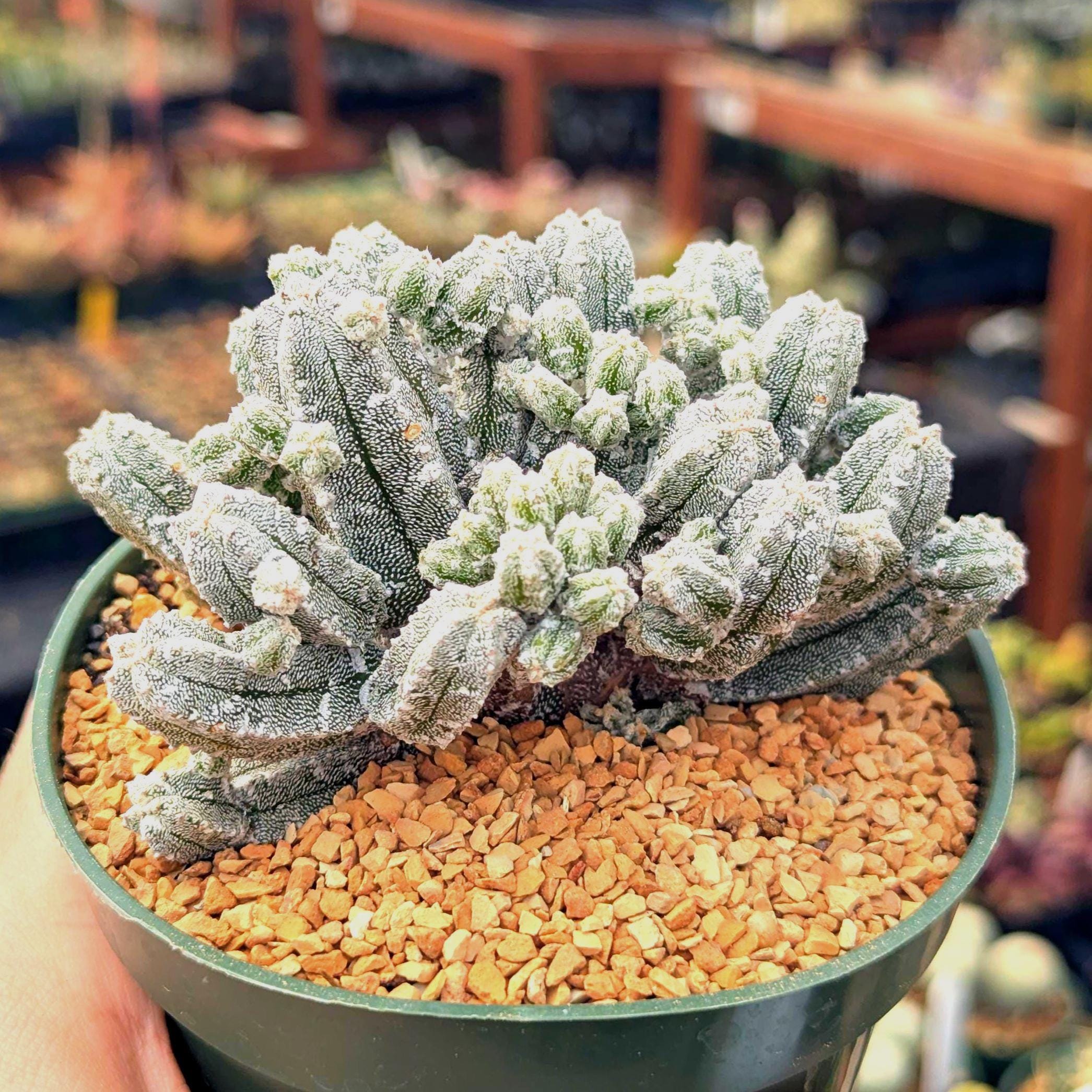 Myriostigma - Etsy