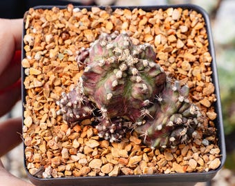 Gymnocalycium 't-rex' | Rare Cactus | Fully Rooted - Etsy