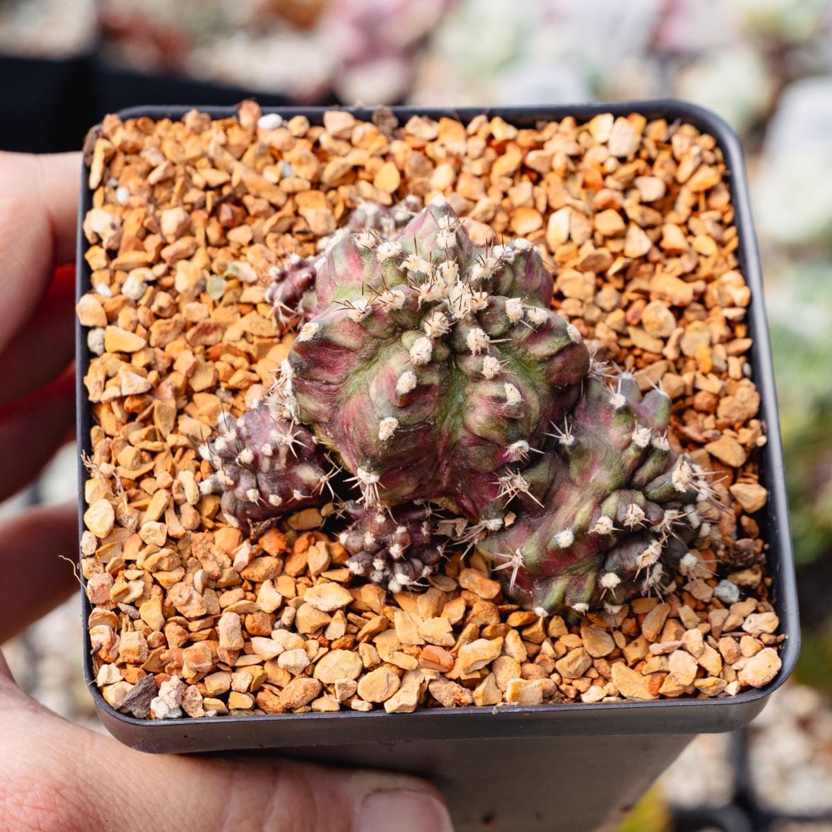 Gymnocalycium 't-rex' | Rare Cactus | Fully Rooted - Etsy