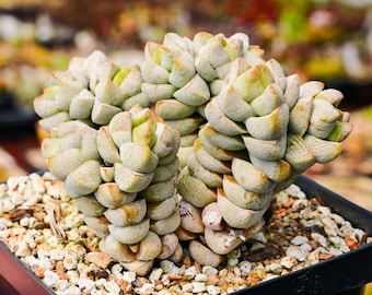 Crassula deceptor | Rare Succulent | Fully Rooted
