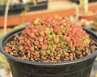Mammillaria Bocasana F. Monstruosa 'fred' | Rare Cactus | Fully Rooted -  Etsy
