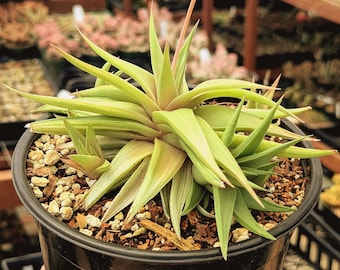 Haworthia limifolia var ubomboensis f. variegata - 6" Pot