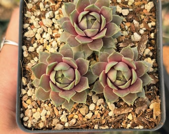 Sempervivum "Lilac Time"