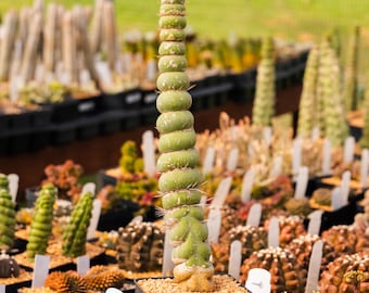 Eulychnia castanea cv. varispiralis - single stem | Rare Cactus | Fully Rooted
