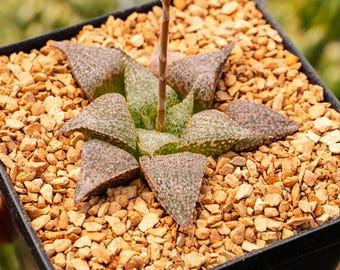 Haworthia 'andromeda' | Rare Succulent | Fully Rooted - Etsy